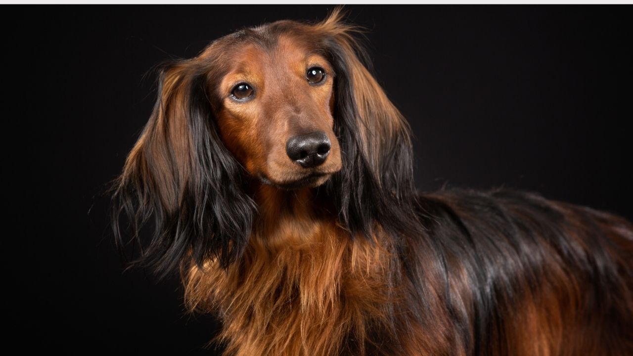 Sable dachshund
