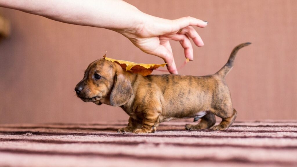 brindle dachshund coat pattern