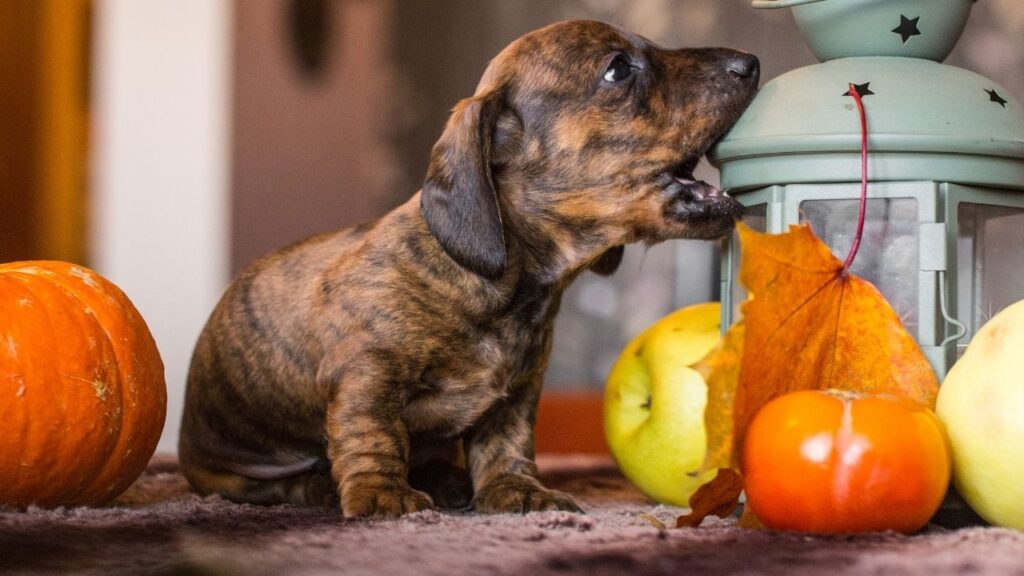 dachshund puppy in brindle coat pattern