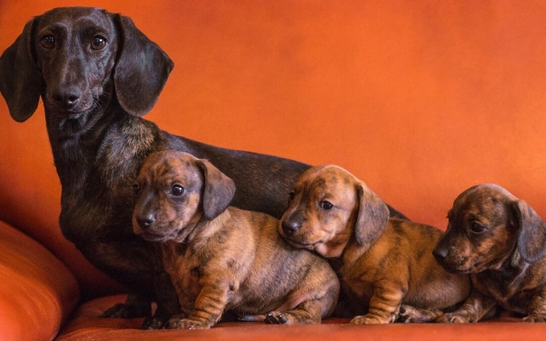 Brindle Dachshund: complete guide to the striped “Tiger Doxie” coat pattern