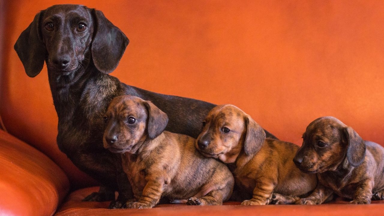 brindle dachshund brindle dachshund