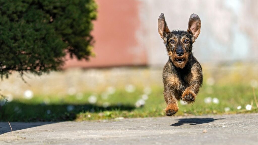 wildboar dachshund
