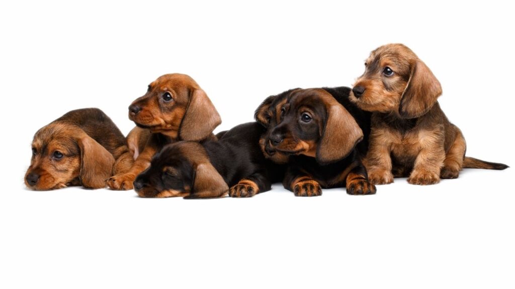 is sable dachshund rare
