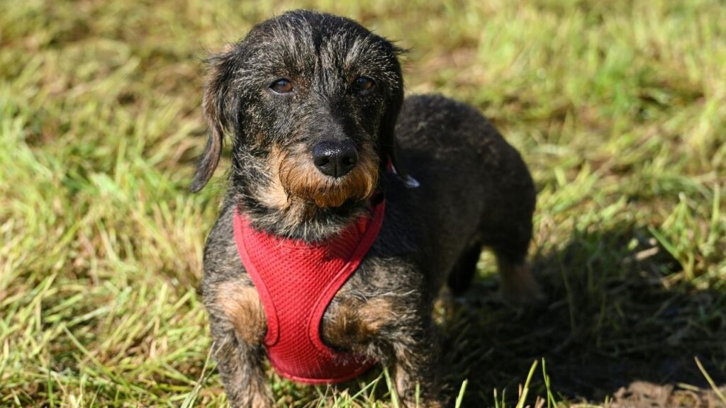 dog anal gland smell