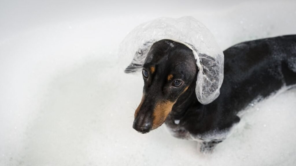 bathing a dachshund