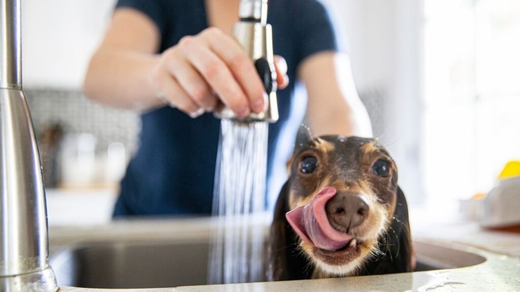 dog smells after bath