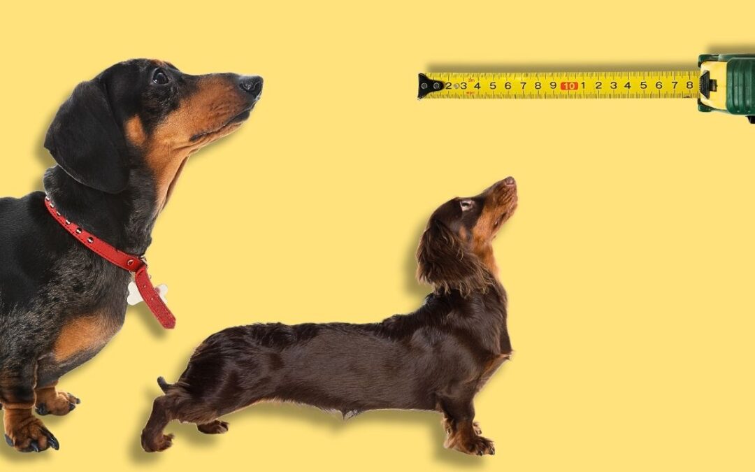 Miniature vs Standard Dachshund: Which One Is Right for You?