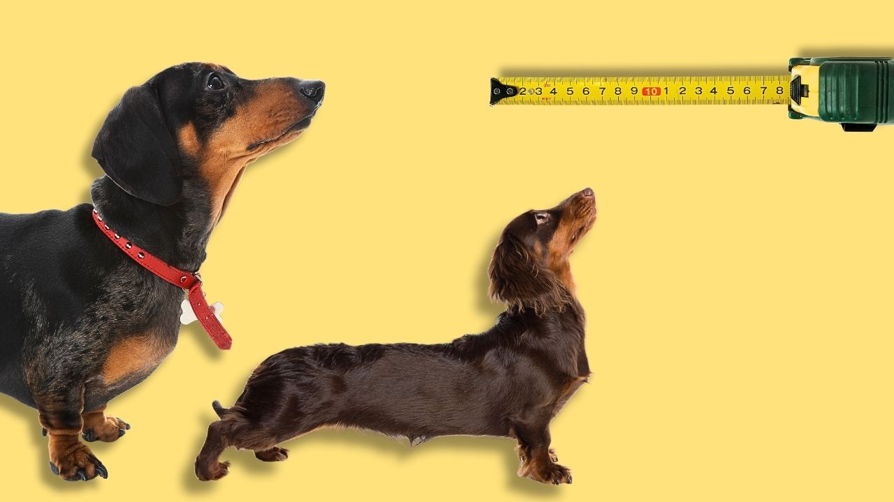 Miniature or standard dachshund differences Miniature or standard dachshund differences