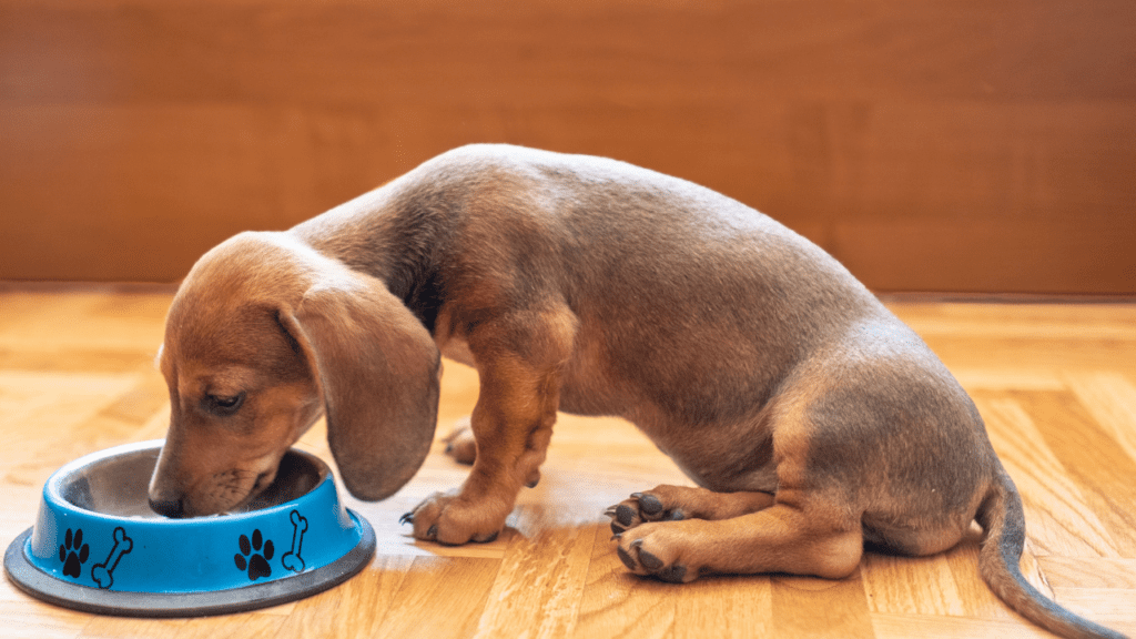 Dachshund diet