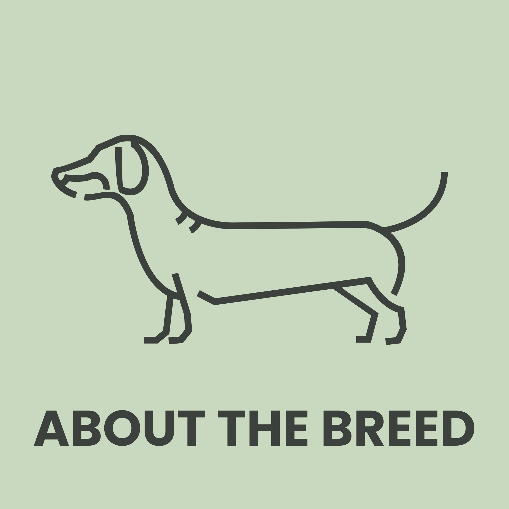 About dachshunds