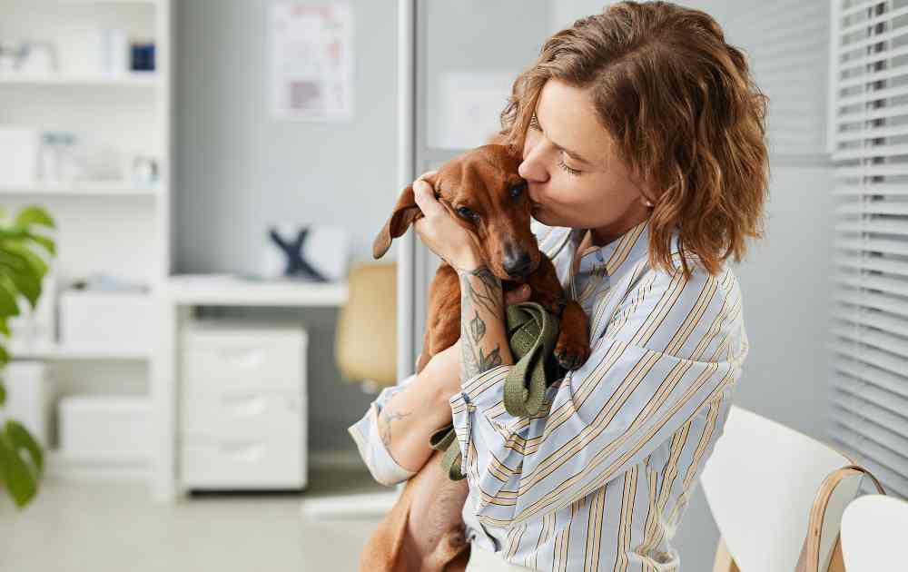 Dachshund care tips