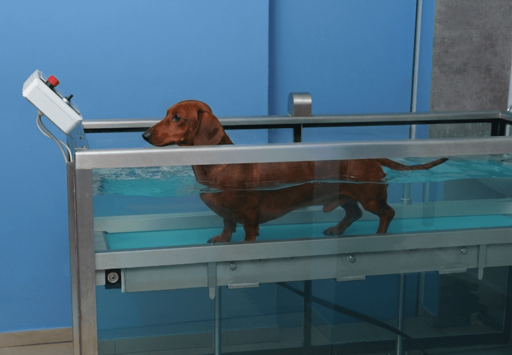 Dachshund IVDD treatment