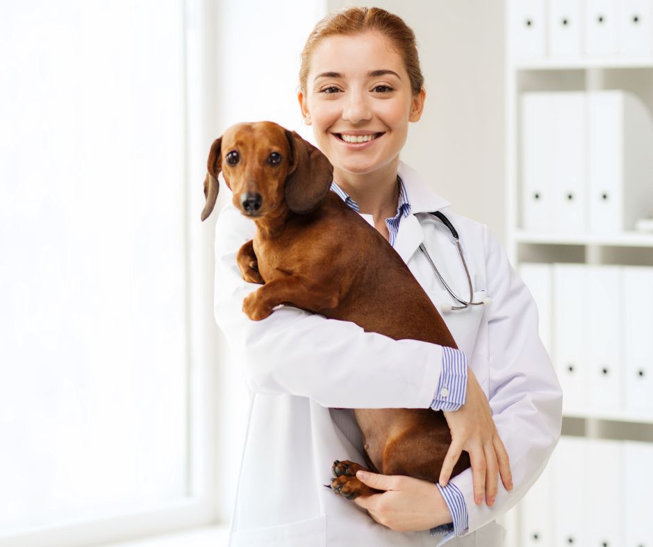 can-dachshund-walk-up-the-stairs
