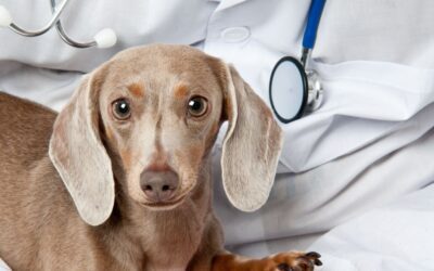 Common dachshund health problems: the complete owner’s guide