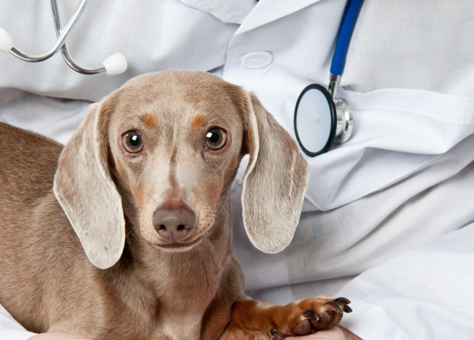 Common dachshund health problems: the complete owner’s guide