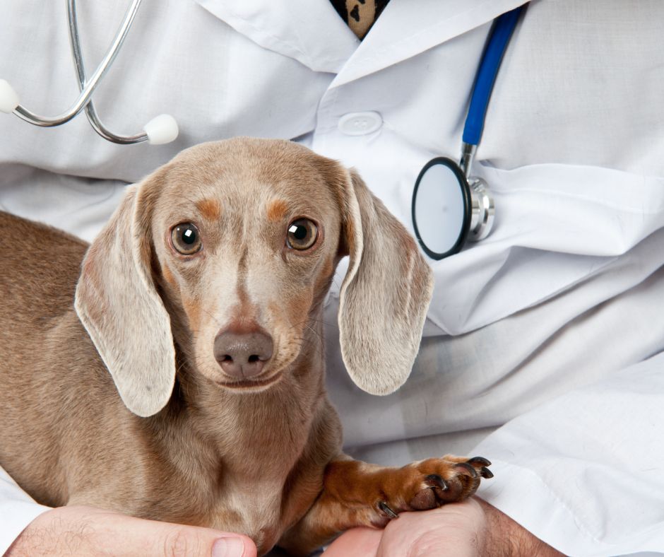 dachshund health problem