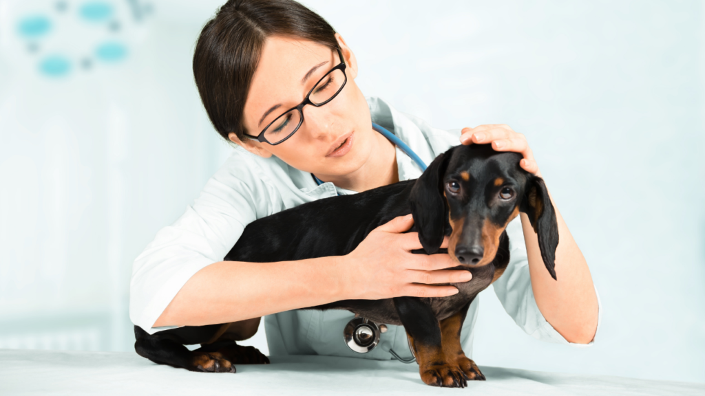 dachshund spine problems