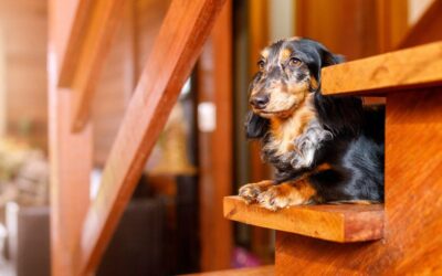 Can dachshunds climb stairs? Spine facts and IVDD risk