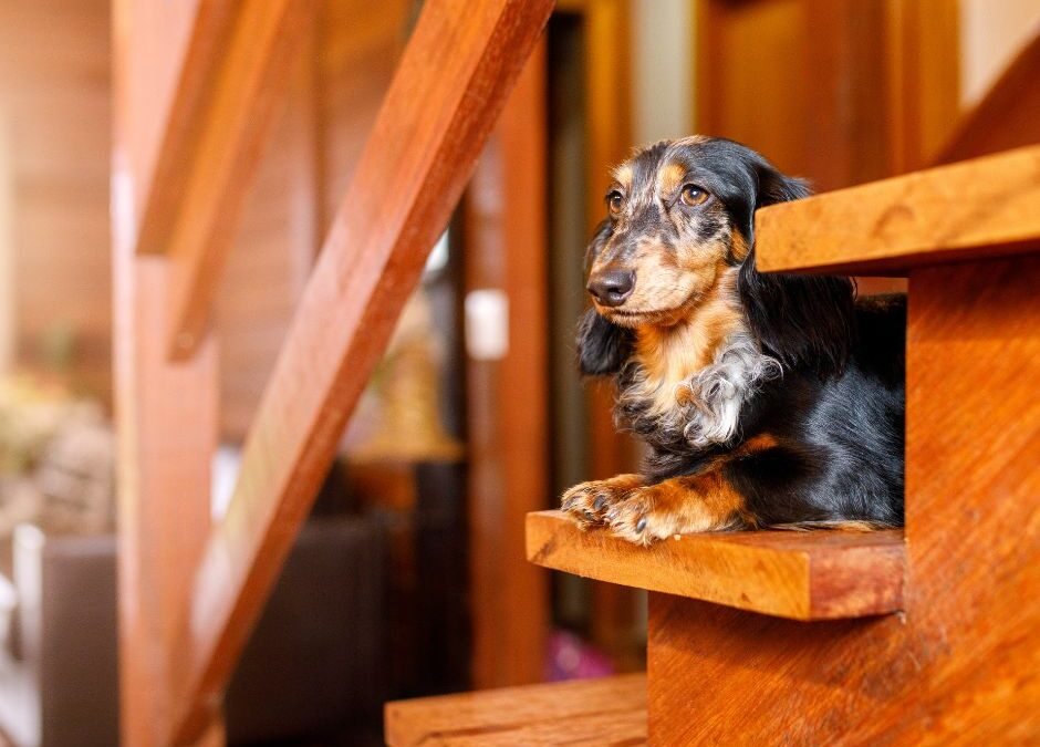Can dachshunds climb stairs? Spine facts and IVDD risk