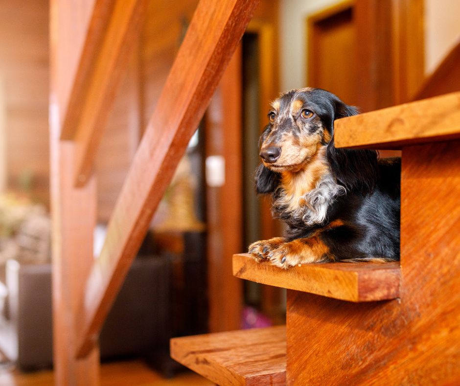 dachshunds and stairs