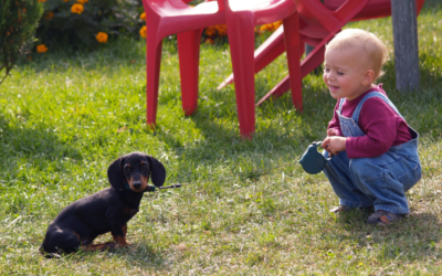 Dachshund for families with children – is it the perfect match? An honest look at the pros and challenges