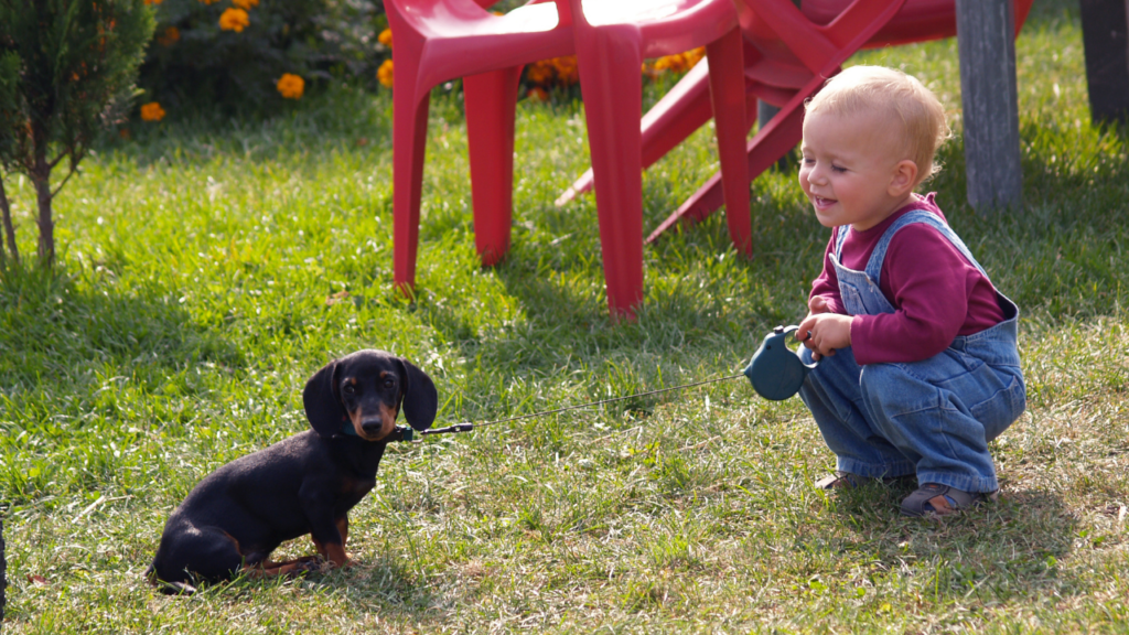 is dachshund a good as a family dog is dachshund a good as a family dog