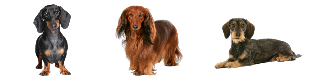 Dachshund coat types