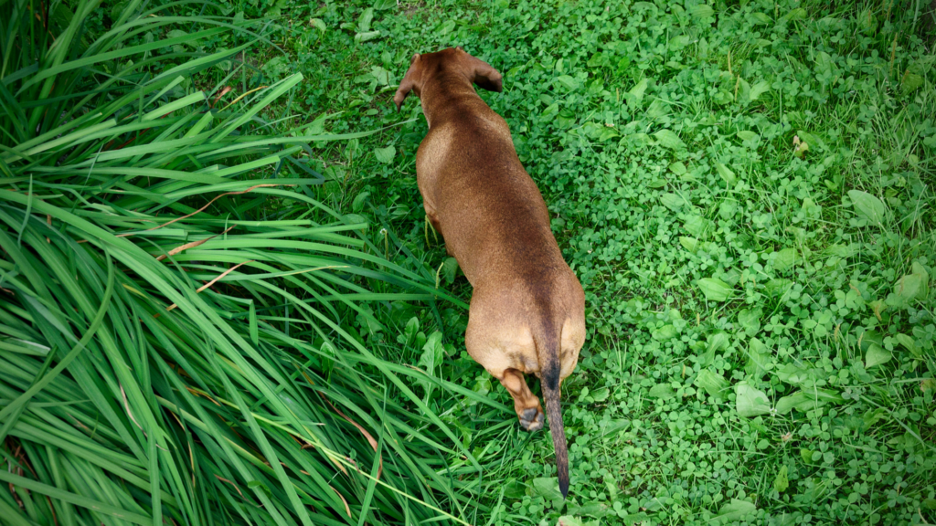 how to cool down a dachshund