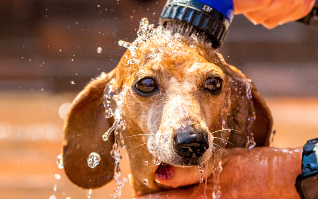 Dachshund heat safety: how to protect your dog from summer heatstroke