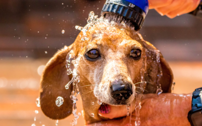 Dachshund heat safety: how to protect your dog from summer heatstroke