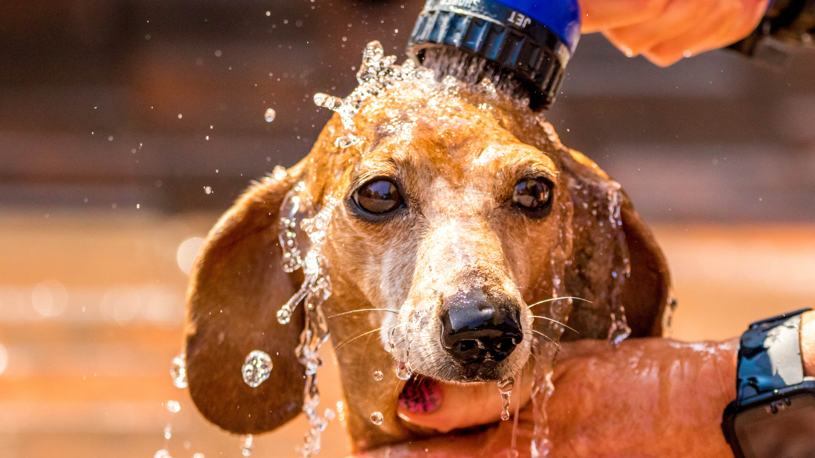 Dachshund Heat Safety