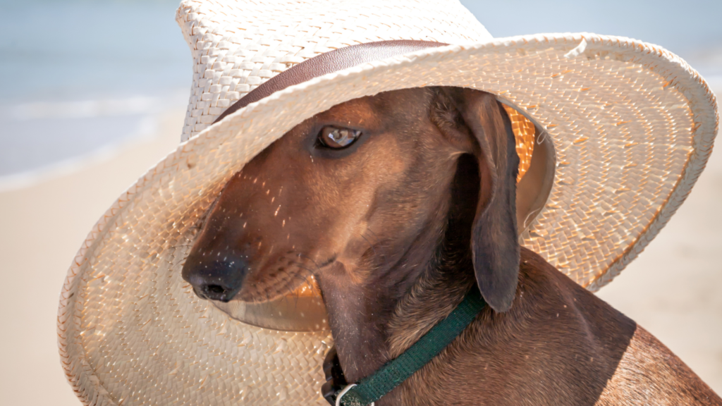 dachshund hot weather