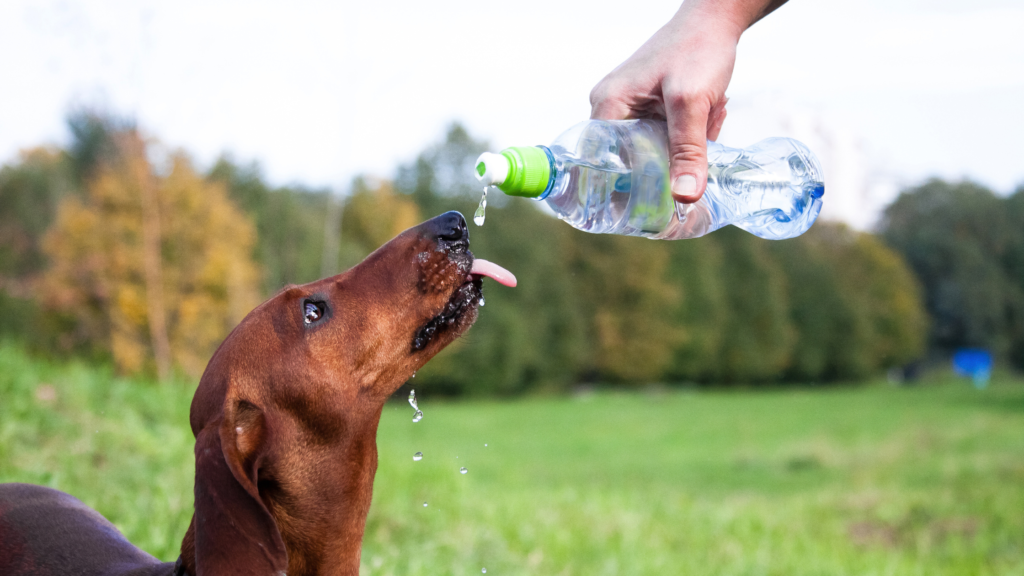 dachshund summer safety
