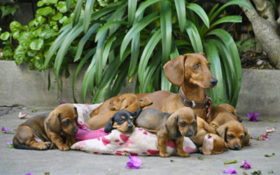 Spaying and neutering a dachshund: timing, benefits, and spinal health