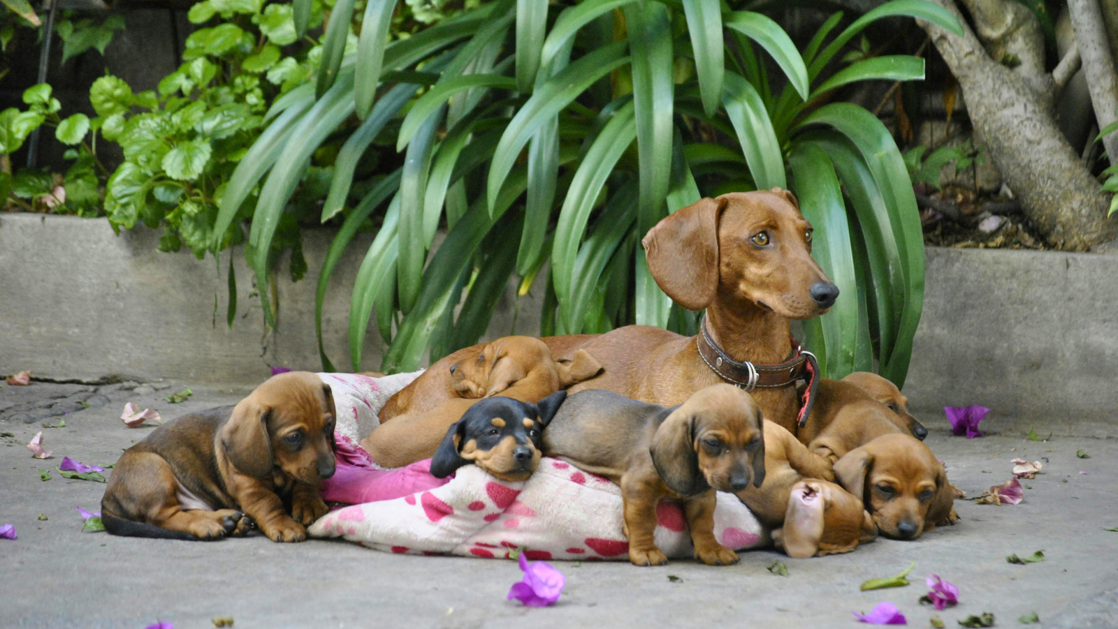 spay neuter dachshund