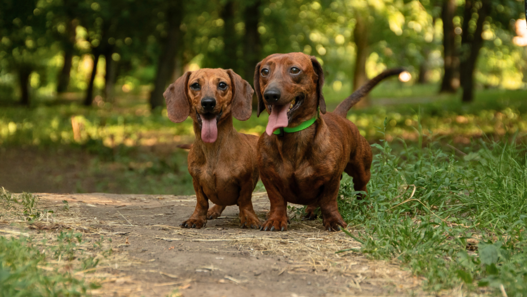 dachshund neutering age