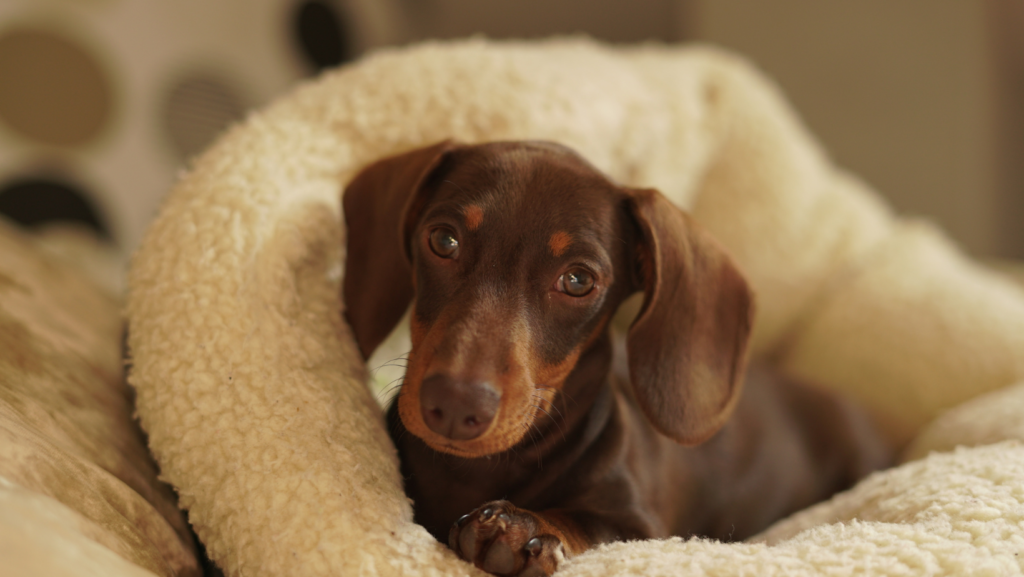 cosy winter bed for dachshund