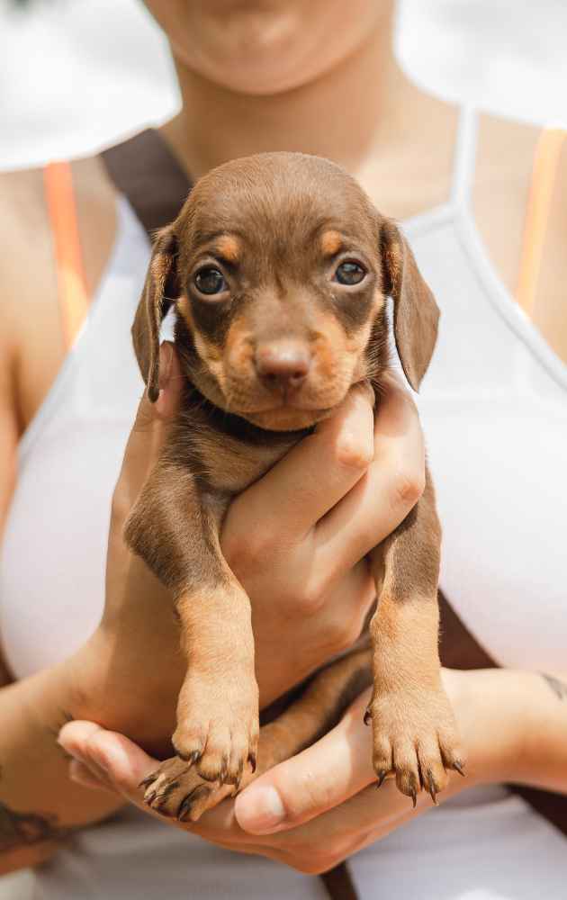 dachshund puppy first owner guide