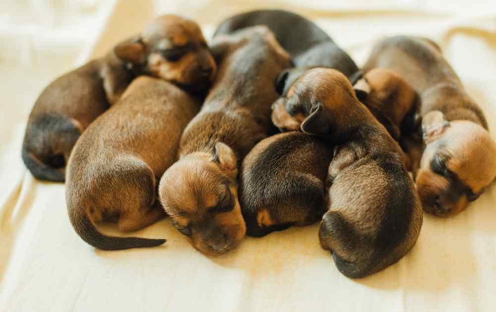 spaying dachshund IVDD
dachshund spay cost