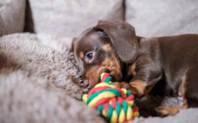 How to prepare for a dachshund puppy: everything you need before day one