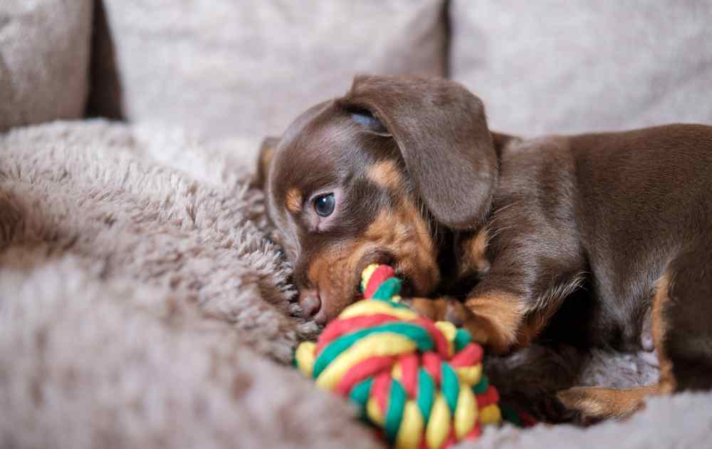 dachshund puppy how to prepare your home