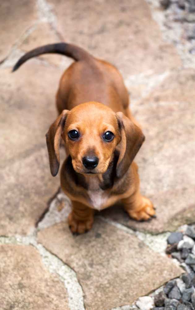 when can puppies go outside