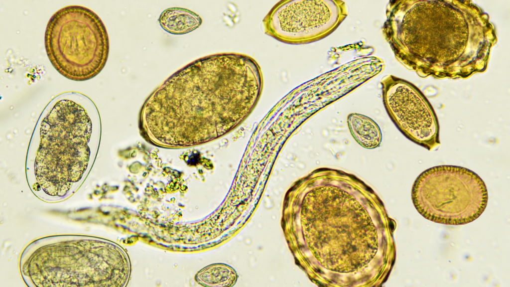 dogs parasites
