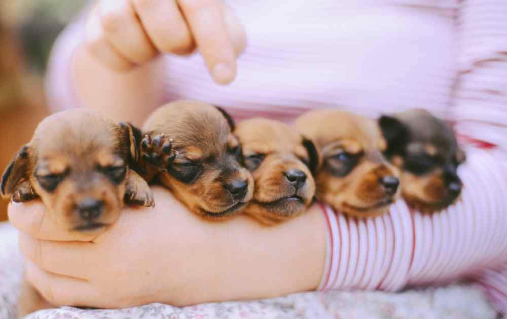 bringing dachshund puppy home