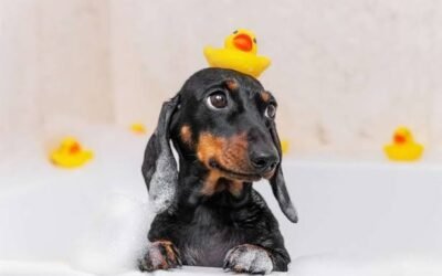 How to Bathe a Dachshund: A Complete Step-by-Step Guide for Every Coat Type