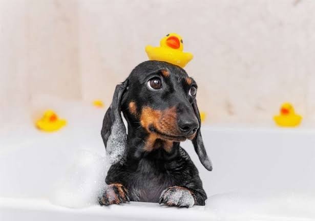 How to Bathe a Dachshund Safely How to Bathe a Dachshund Safely