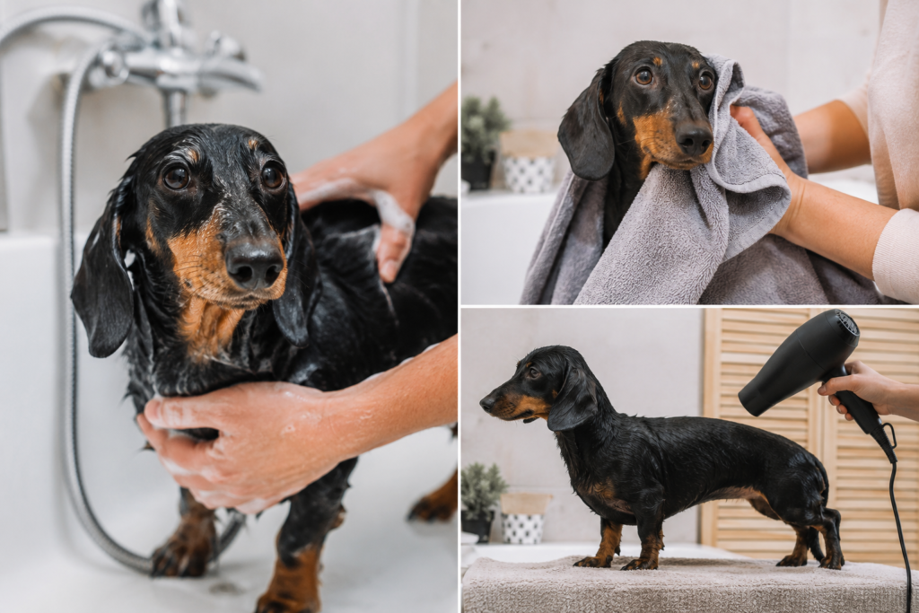 dachshund's grooming guide