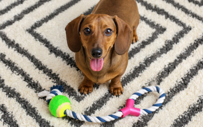 Dachshund Winter Enrichment: 12 Indoor Brain Games