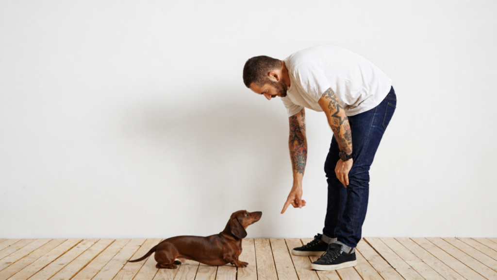 indoor activities for Dachshunds in winter