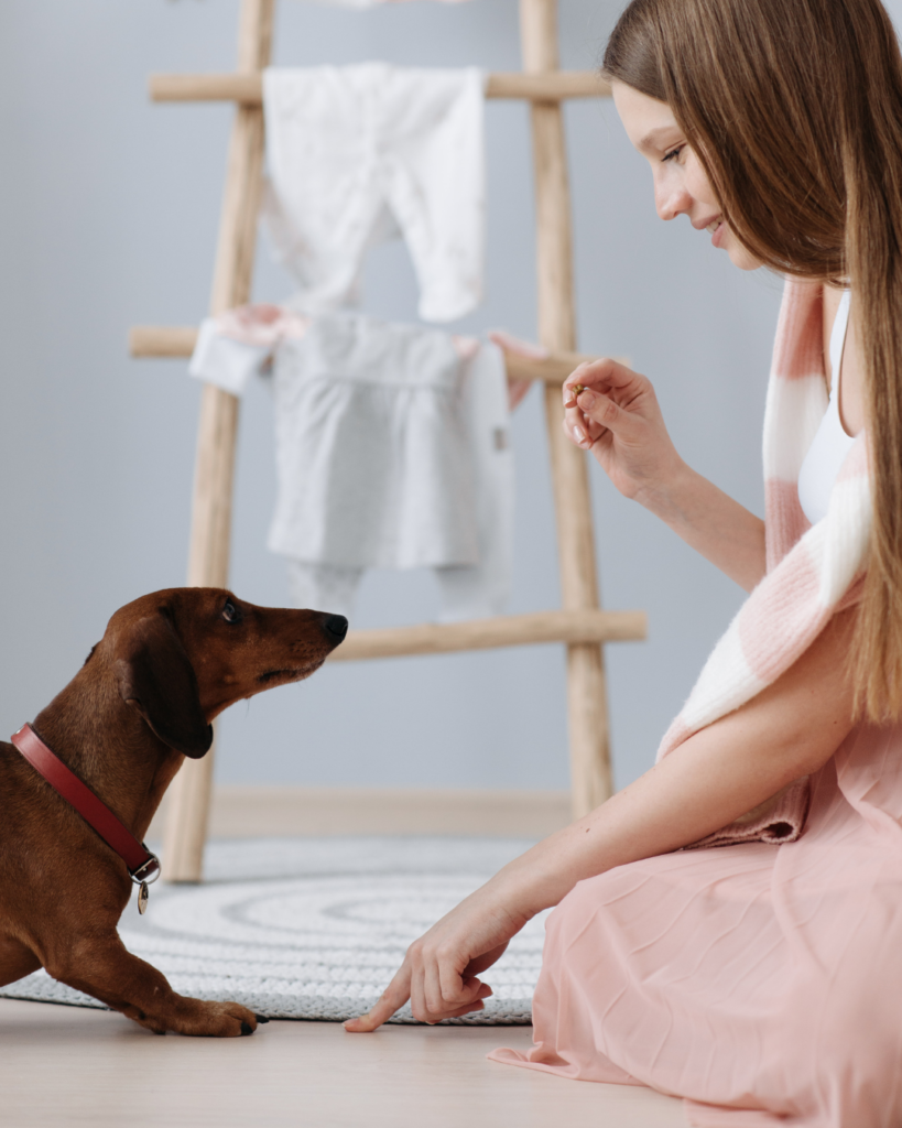 indoor games for dogs